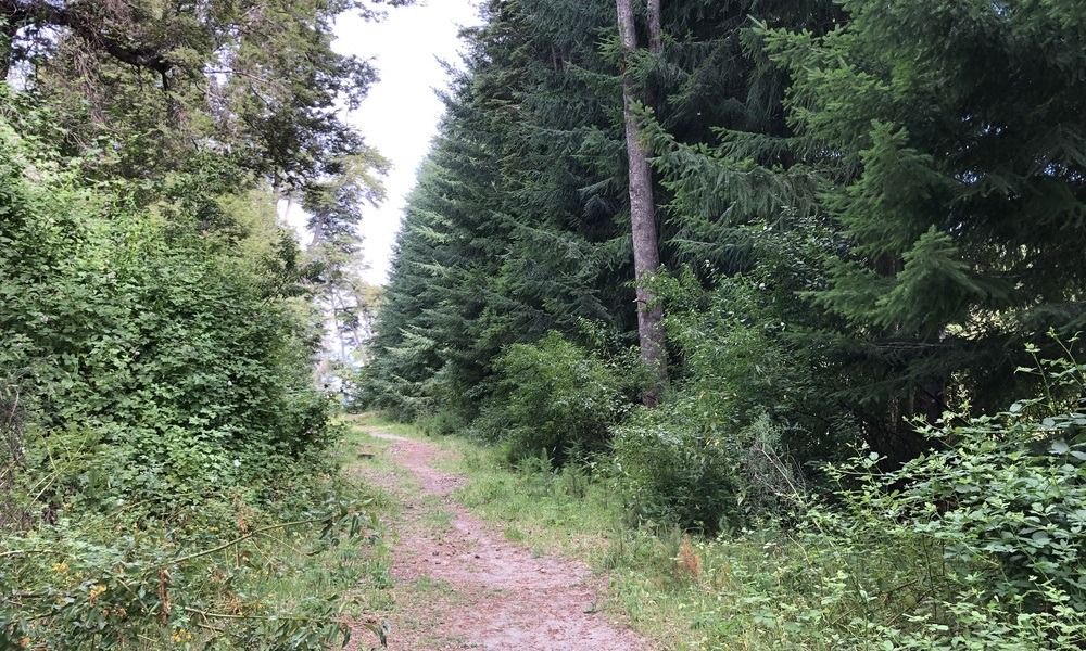 Sendero inmerso en el bosque